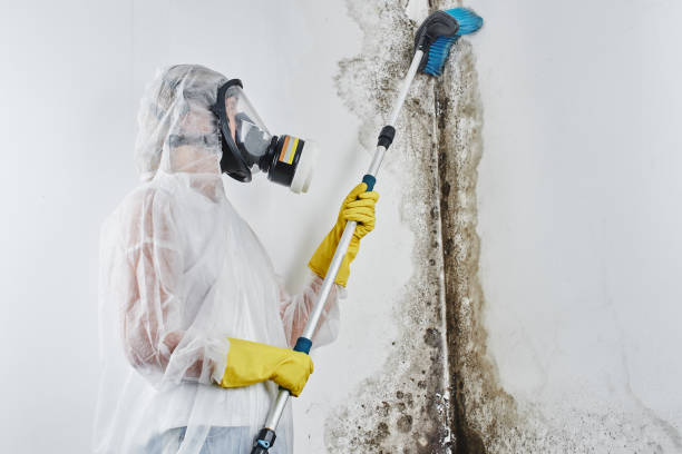 Best Attic Mold Removal in USA